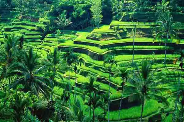 tegalalang rice terrace